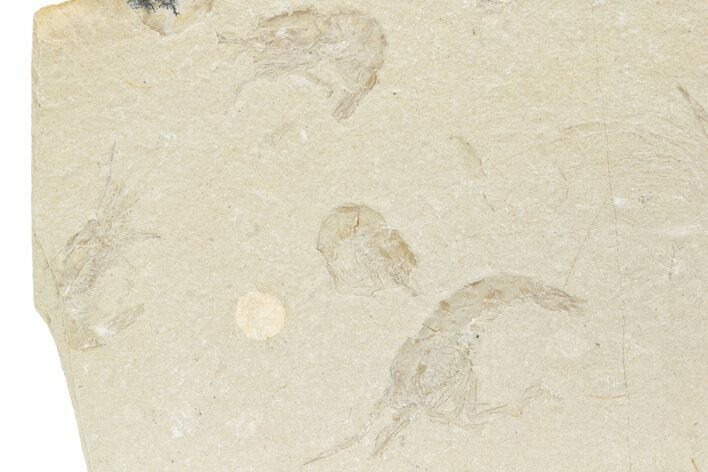 Four Cretaceous Fossil Shrimp - Lebanon #236055